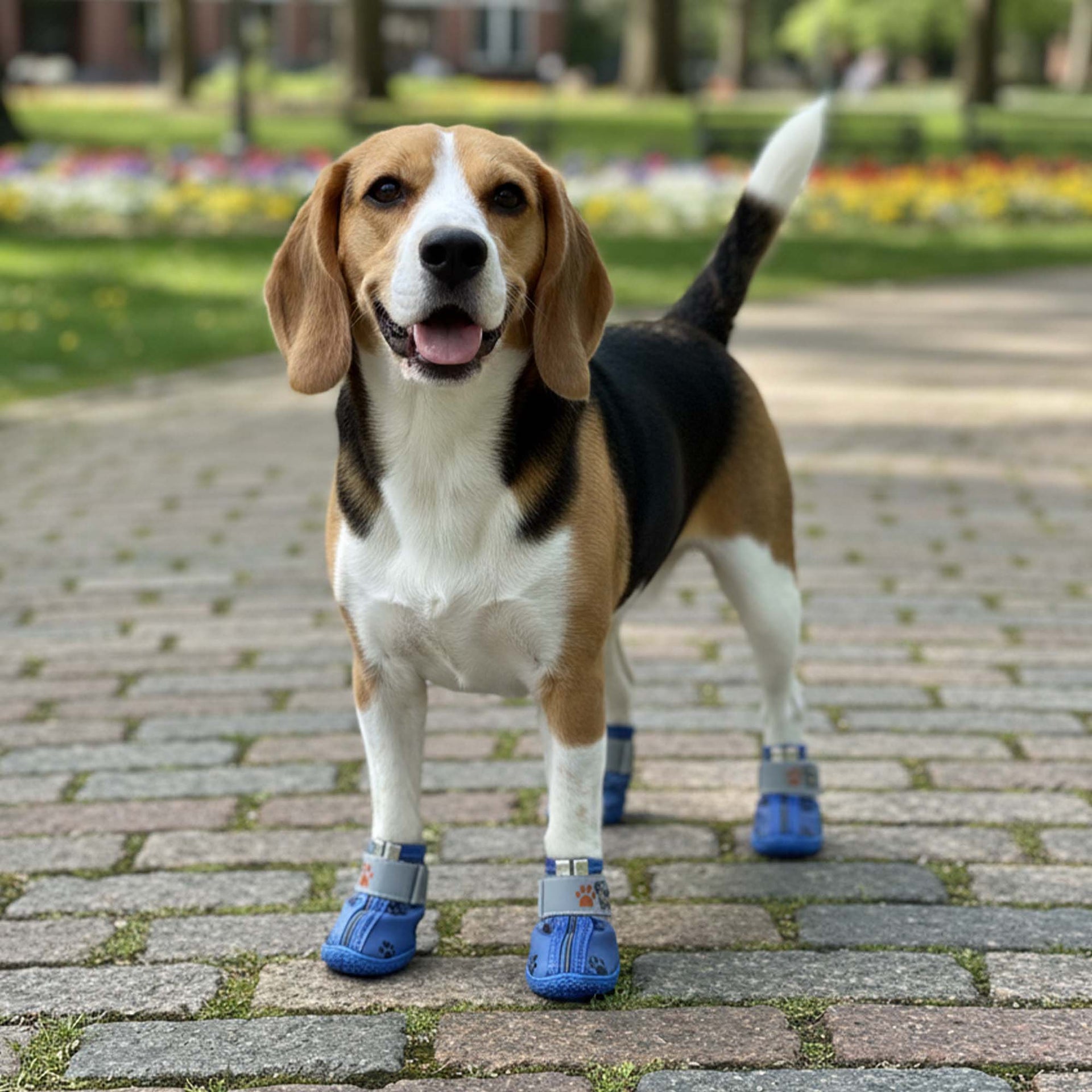 Kışlık Su Geçirmez Köpek Ayakkabısı, Deri Köpek Botu, Kauçuk Taban Köpek Ayakkabısı, Mavi Köpek Ayakkabısı
